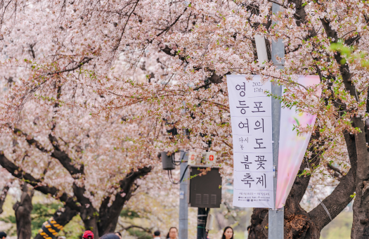Yeouido Yunjungno Cherry Blossom Walkway img2