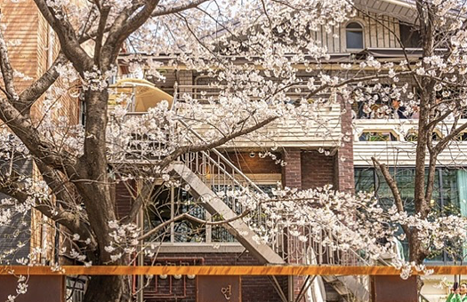 Yeonnamdong Cherry Blossom House img1