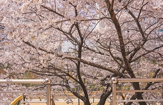 Yeonnamdong Cherry Blossom House img2