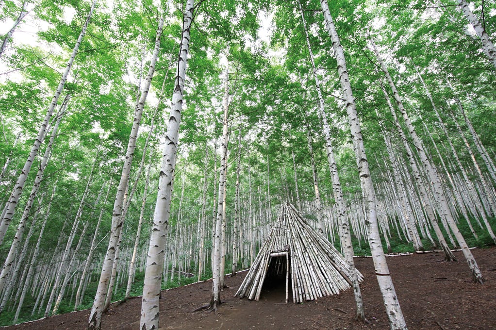 Wondae-ri Birch Forest