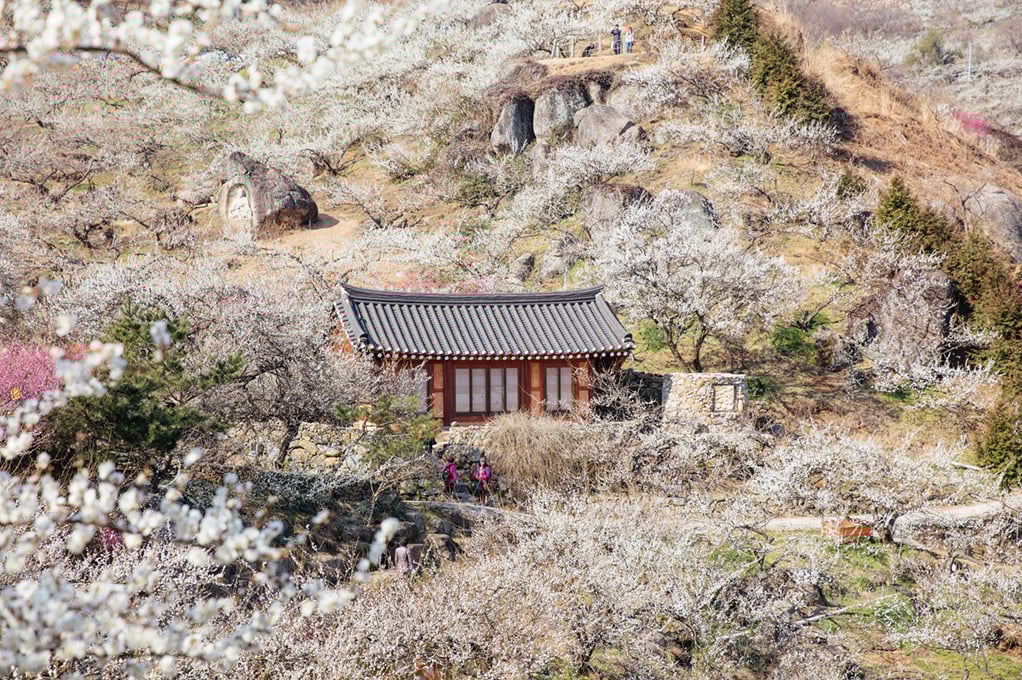 Gwangyang Maehwa Village / Cheong Maesil Farm