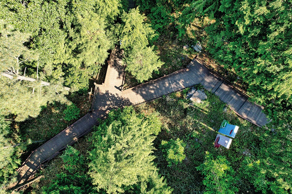 Jeongnamjin Cypress Forest Woodland