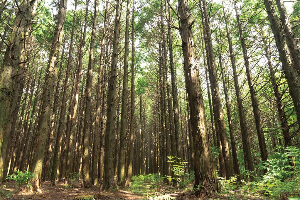 Meochewatsup Forest Trail