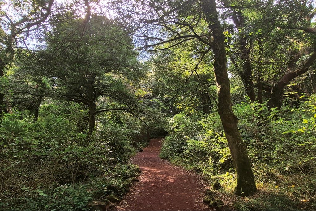 Bijarim Forest