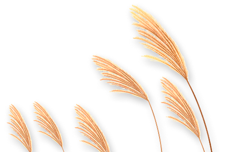 reed