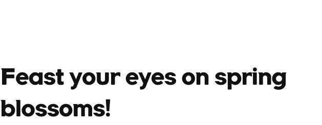 Feast your eyes on spring blossoms!