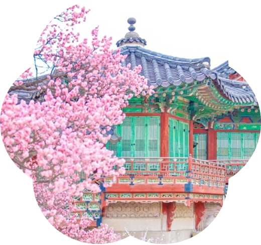 2026 Cherry Blossom Destination