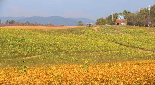 Borinara Hagwon Farm