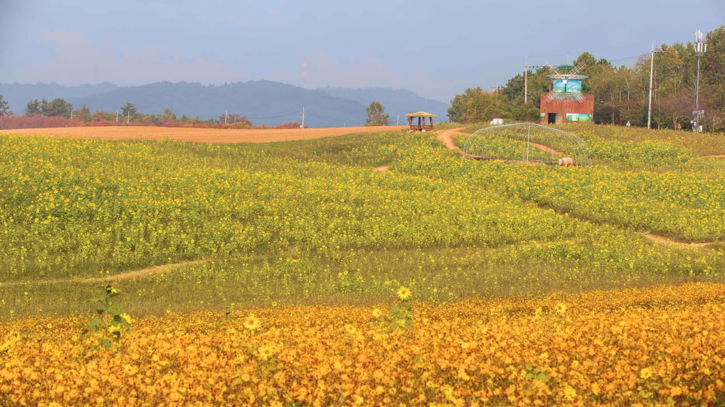 Borinara Hagwon Farm