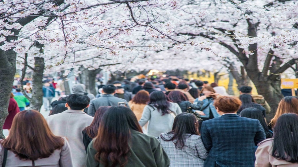 Yeongdeungpo Yeouido Spring Flower Festival