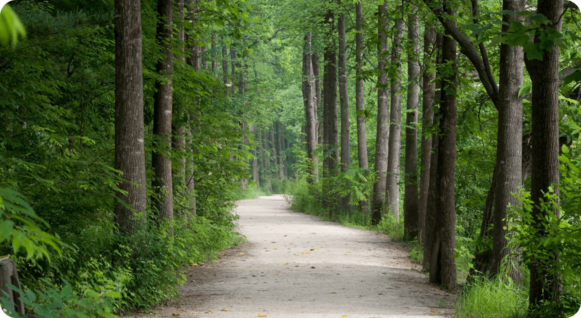 Nature & Forest