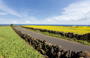 Jeju’s East Coast Itinerary by City Bus!