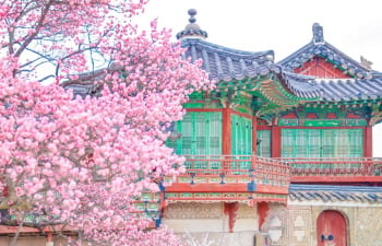 A Guide to Spring Blossom Destinations