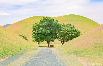 Pedaling Through Time: A Bike Tour Guide to Gyeongju