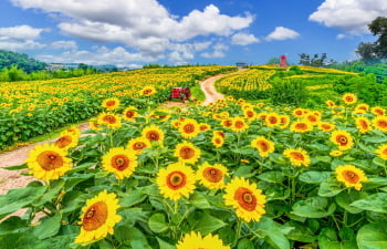 Top Summer Flower Spots for Stunning Photos