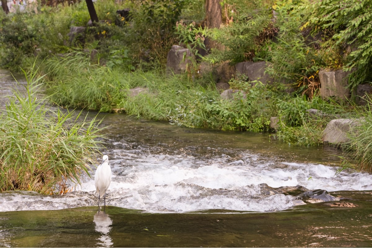 A heron living in Cheonggyecheon