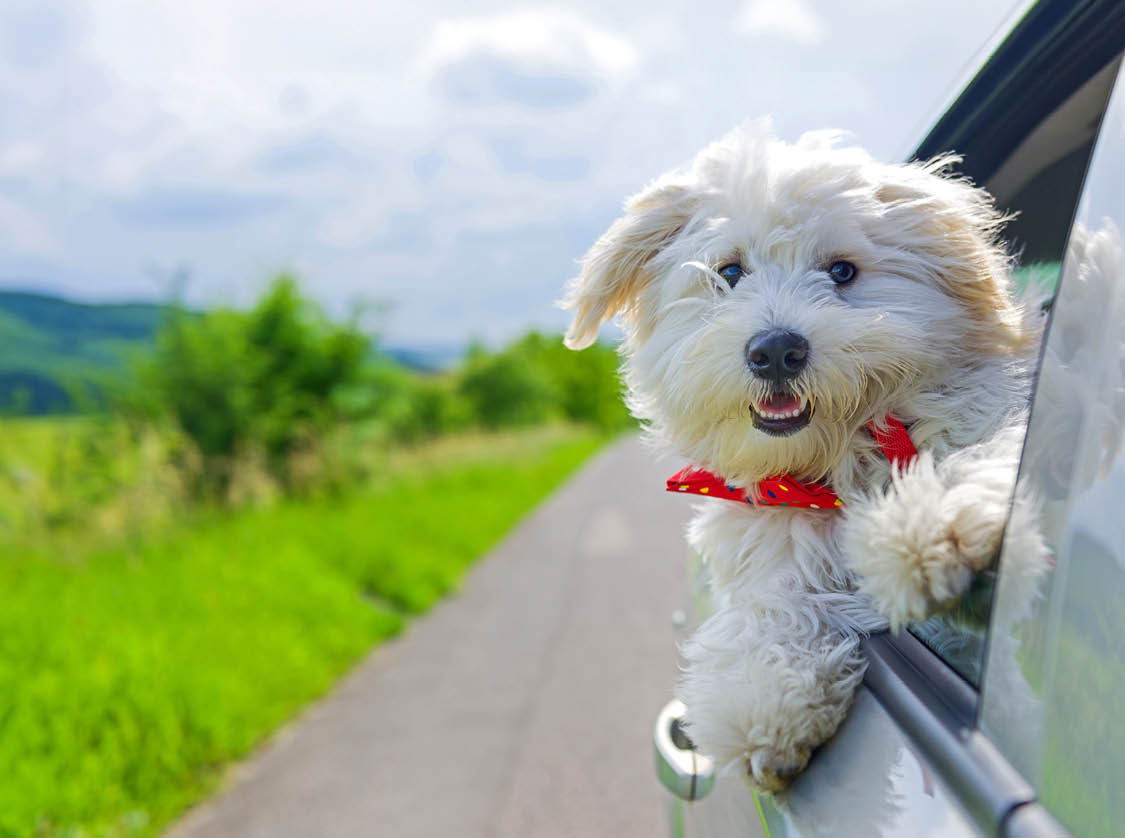 Bichon Frise Looking out of car window