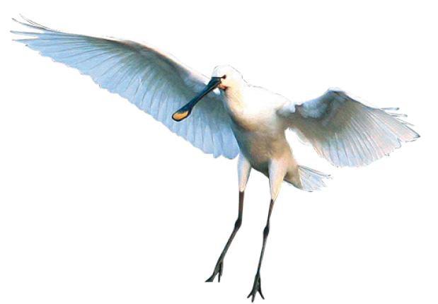 bird