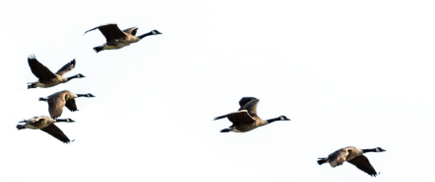 brid