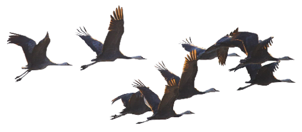 bird