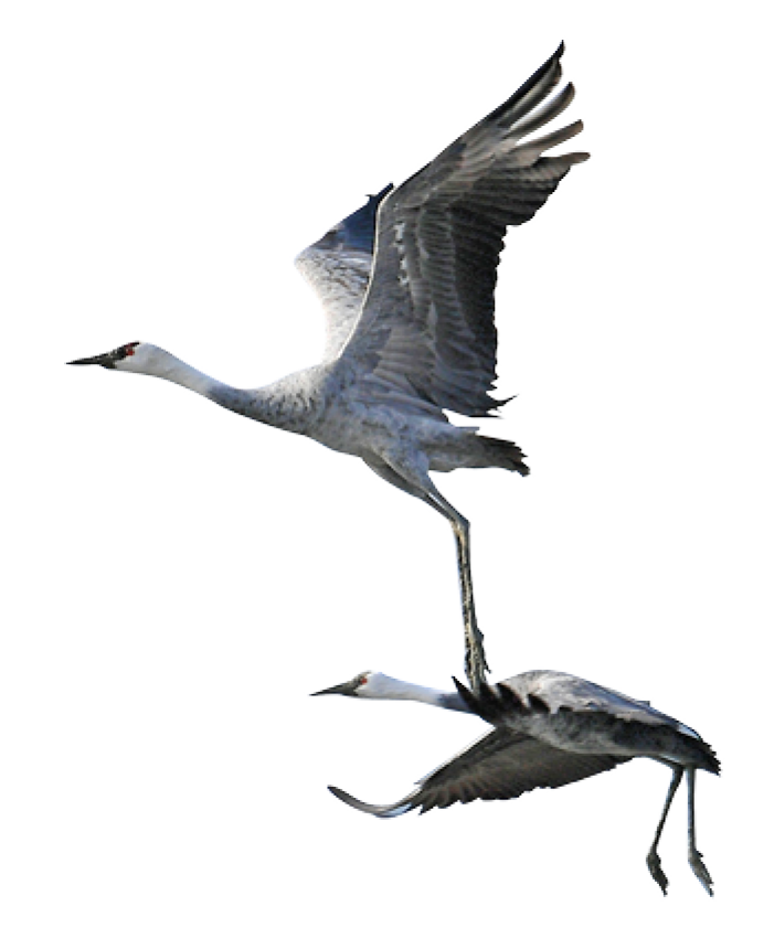 bird